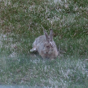 BrokeLeg the Rabbit